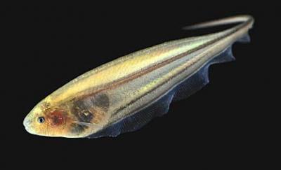 Electric' fish shed light on ways the brain