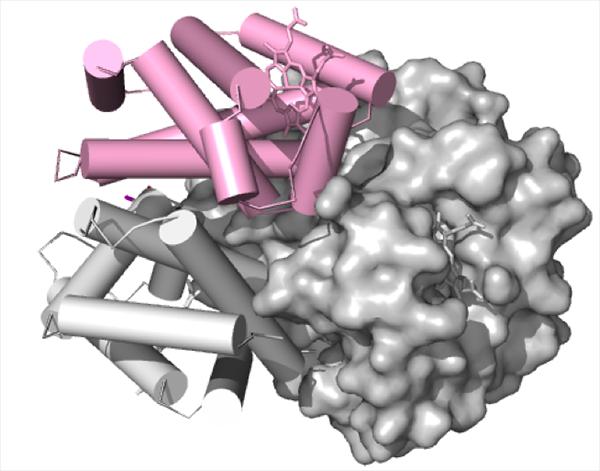 Hemoglobin Rendering