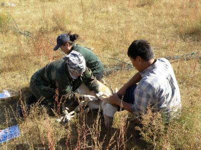 Mongolian Gazelles (1 of 2)