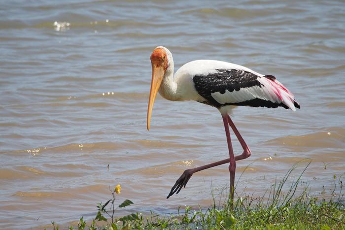 Painted stork