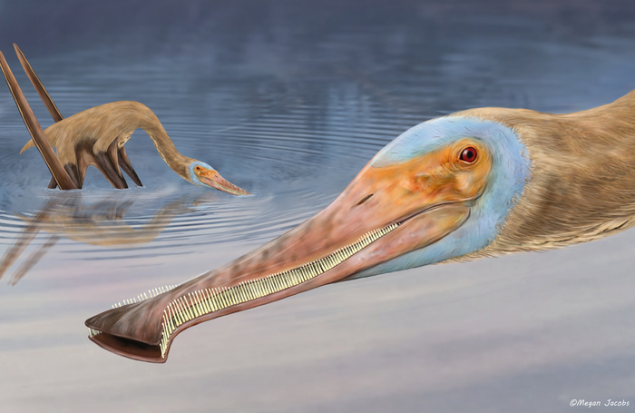 Teensy Pterosaur Was the Size of a House Cat