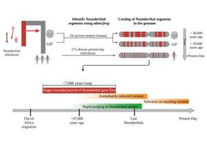 Neandertal ancestry