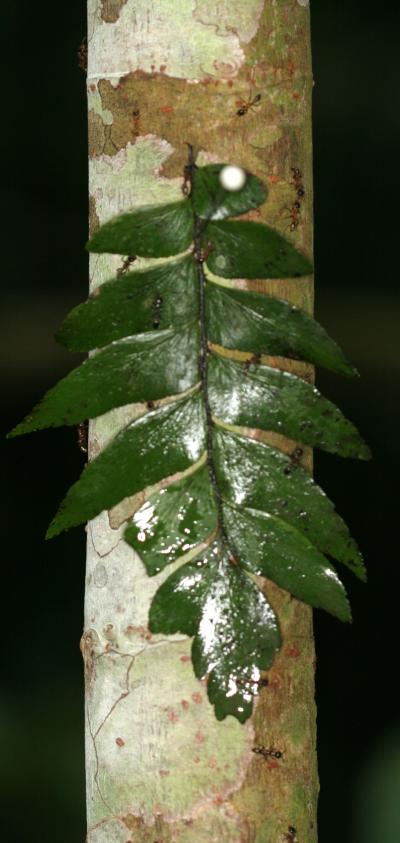 Ants Tambopata Rainy Season