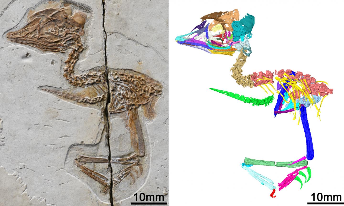 Digital reconstruction of the new Mesozoic bird fossil skeleton