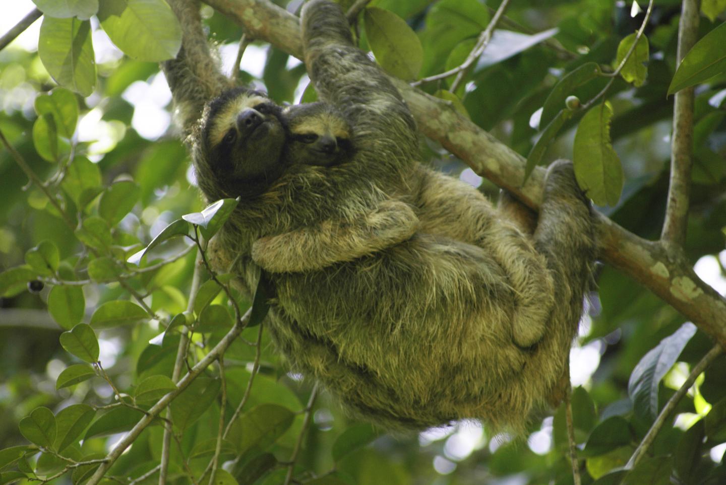 <I>Bradypus variagatus</I>