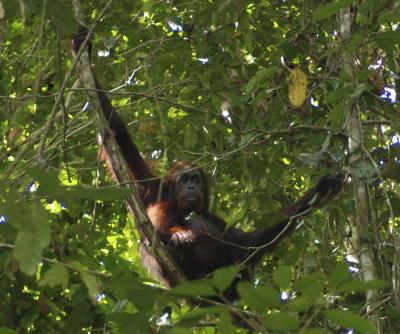 Eco-Tourism and Orangutans