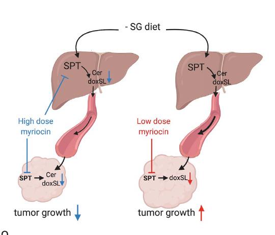 In Vivo Sphingolipid Physiology under Myriocin Treatments