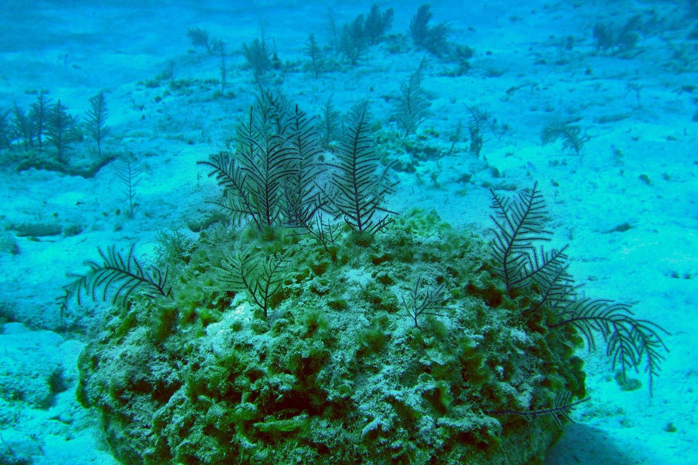 Horn corals of the species Antillogorgia elisabethae