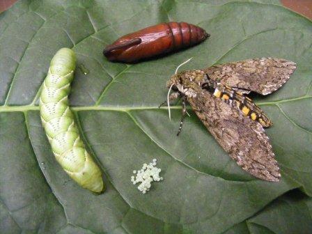 Kansas State University Researchers Sequence Genome of Tobacco Hornworm