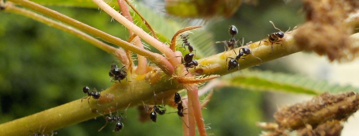 <I>Crematogaster levior</I>