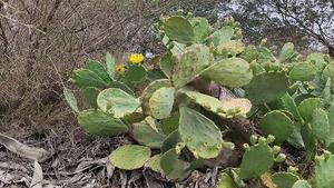 Human activity facilitates invasive plants' c - Vimarsana News