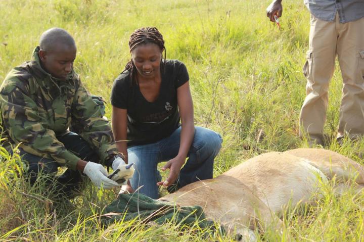 Kenya Lion Research