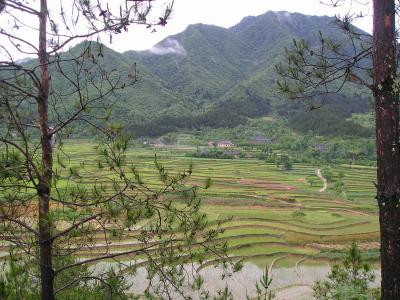 Rice Paddies Next to Village