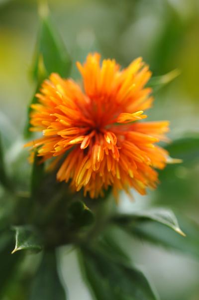 Super-High Oleic Safflower
