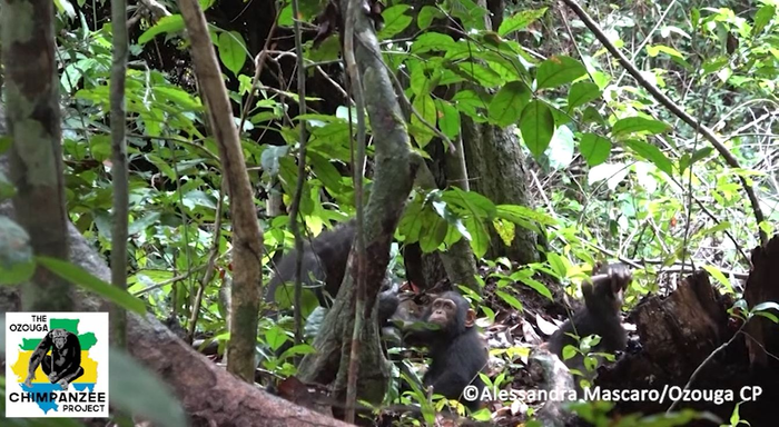 Chimp applying insect to wound