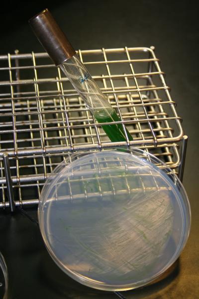 Green Photosynthetic Bacteria