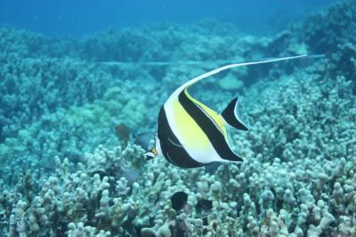 Moorish Idol