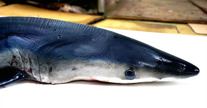 Blue shark