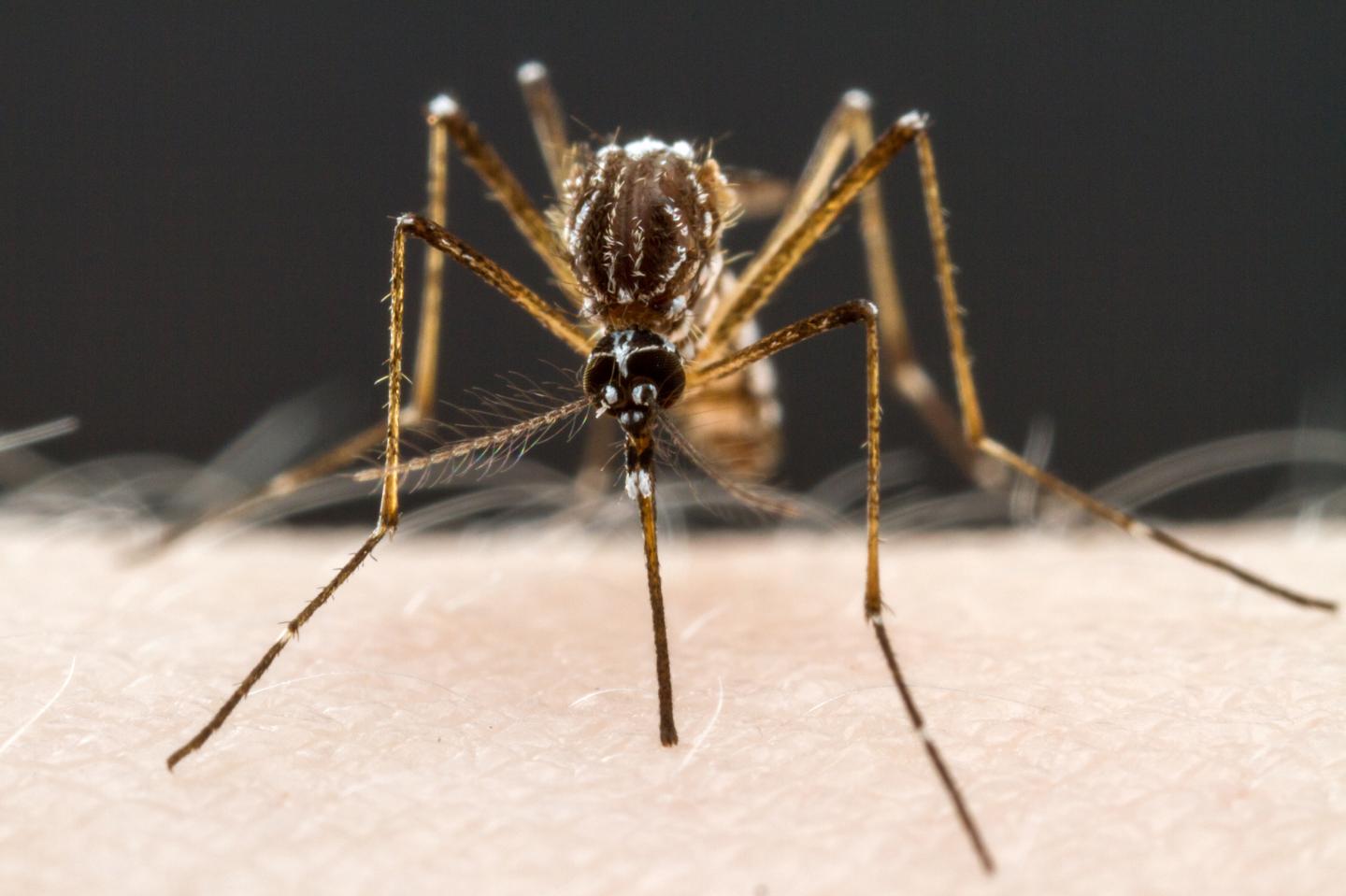 A Bloated Mosquito Is a Safe Mosquito