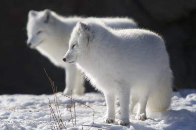 Arctic Fox