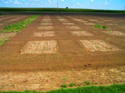 Herbicide Study on Giant Miscanthus