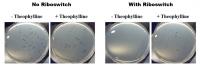 Effects of Theophylline-Activated Riboswitches on Growth of <i>B. bacteriovorus</i>