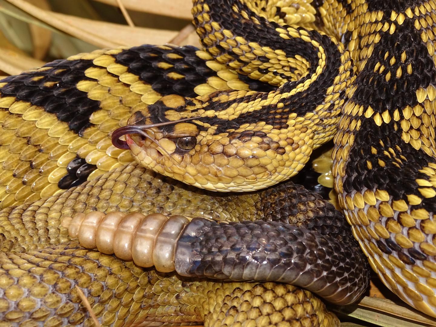 A large Totonacan Rattlesnake
