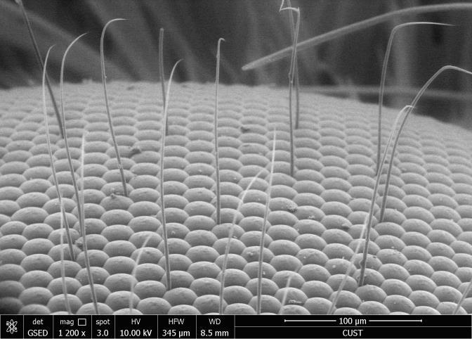 Images from an Scanning Electron Microscope (SEM)