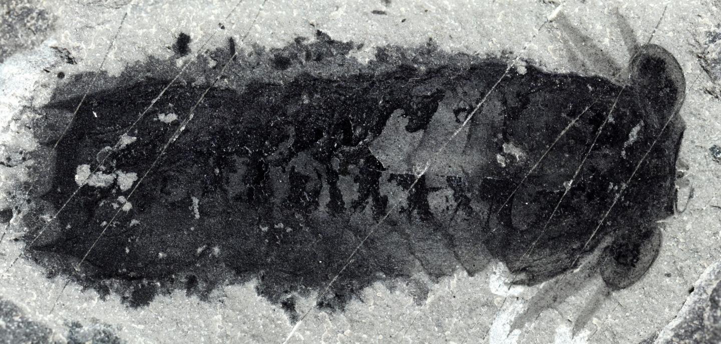 Fossil of <em>Mollisonia plenovenatrix</em>