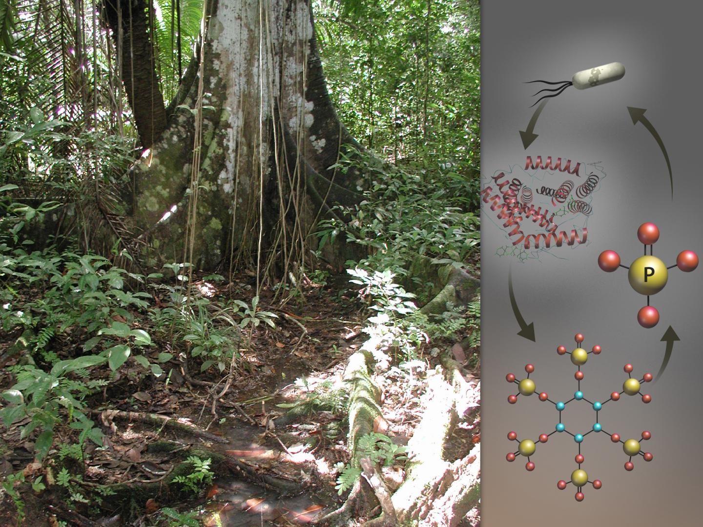 Researchers Reveal How Microbes Cope in Phosphorus-Deficient Tropical Soil