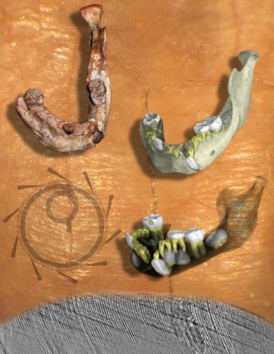 North African Fossil