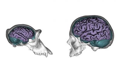 Studying Brain Plasticity of Humans and Chimpanzees