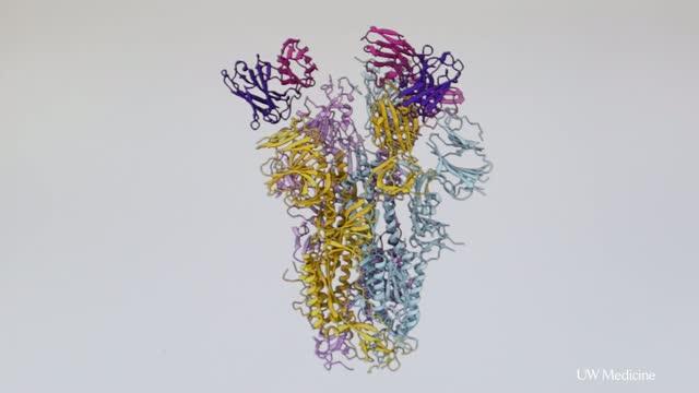 Neutralizing Antibody Against SARS & COVID-19 coronaviruses