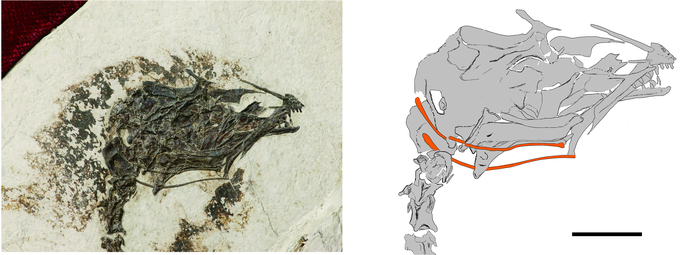 Photograph and drawing of the skull of  the extinct Cretaceous enantiornithine bird Brevirostruavis macrohyoideus, with the curved bones of the long tongue highlighted in orange