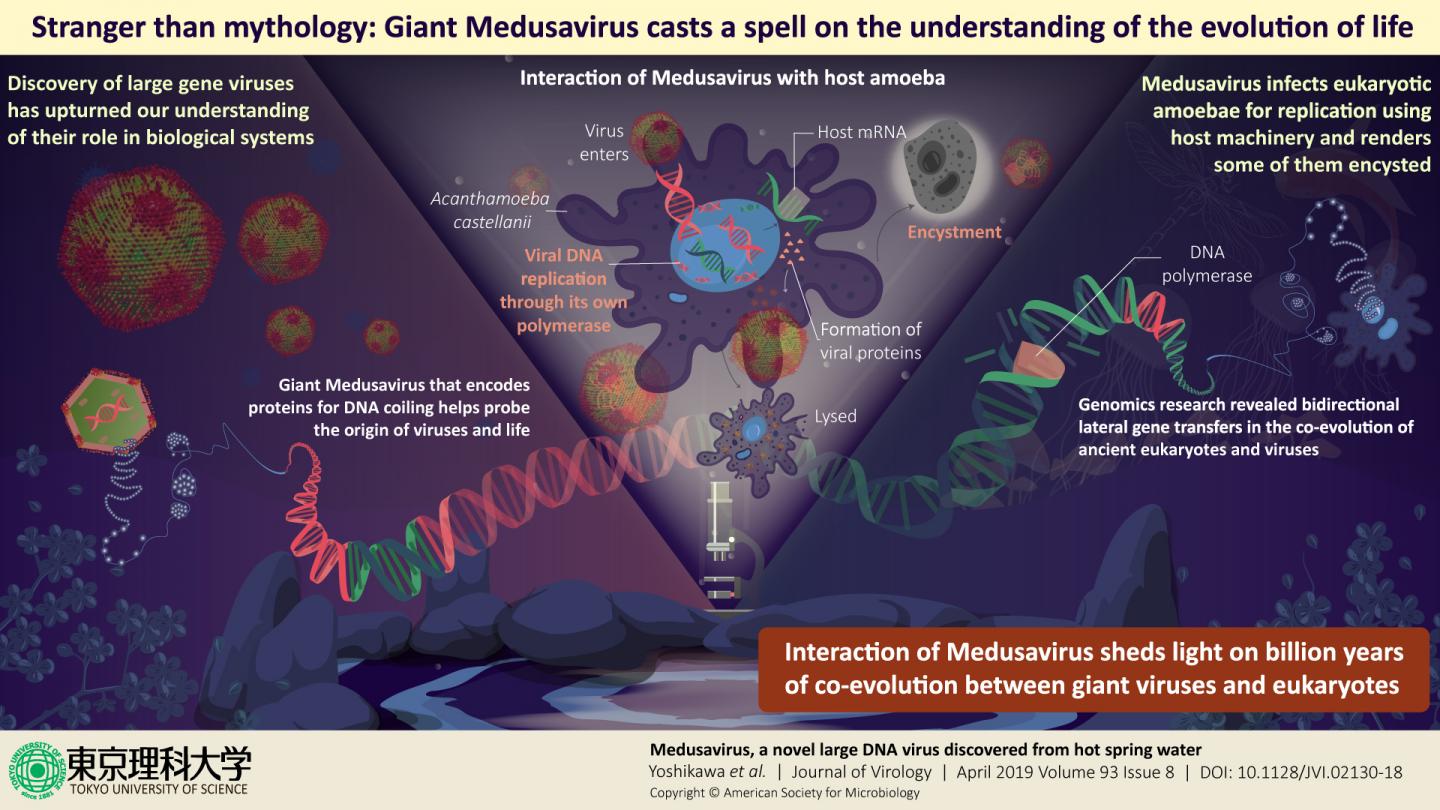 Giant Medusavirus Could Hold the Clue to Understanding the Evolution of Life