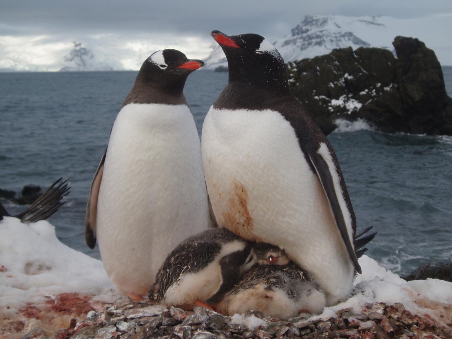 Gentoo Penguins 