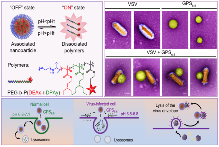 The chemical structure of gradient pH-sensitive (GPS) polymeric nanoprobe; Antivirals under transmission electron microscope (TEM) and its working mechanism.