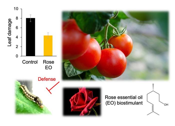 Rose essential oil enhances plant pest defenses.