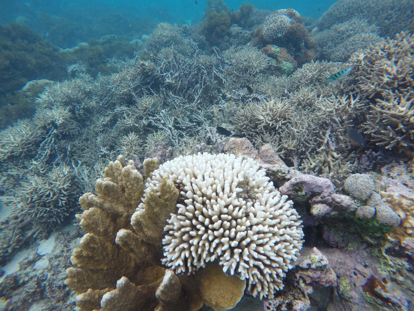 Bleaching and Cyclone Damage to Reefs at Lord Howe Island, Australia