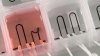 3-D Printed Heart-on-a-chip