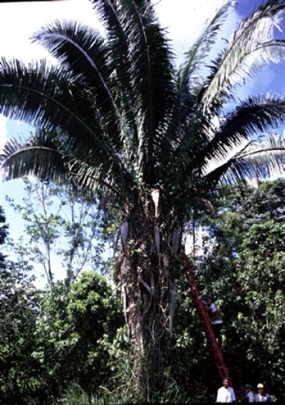 Attalea butyracea