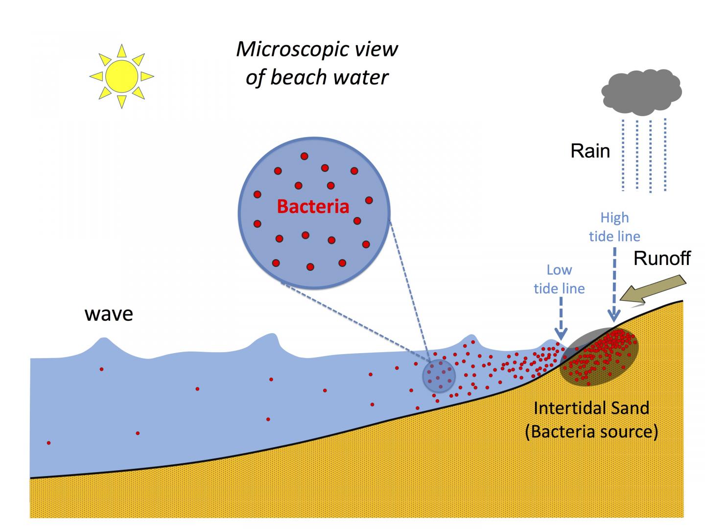 Microscopic View of Beach Water