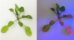 Chlorophyll fluorescence measures plants’ ability to repair photoinhibition