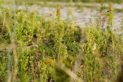 <I>Conyza canadensis</i> 1 (of 2)