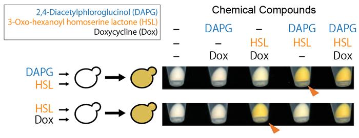 Figure 3: Cell pellets of artificially regulated yeast strains