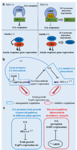Fig. 2 A model of DELLA and ARF/IAA function.