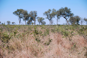 Busch encroachment in the Kruger National Park, South Africa
