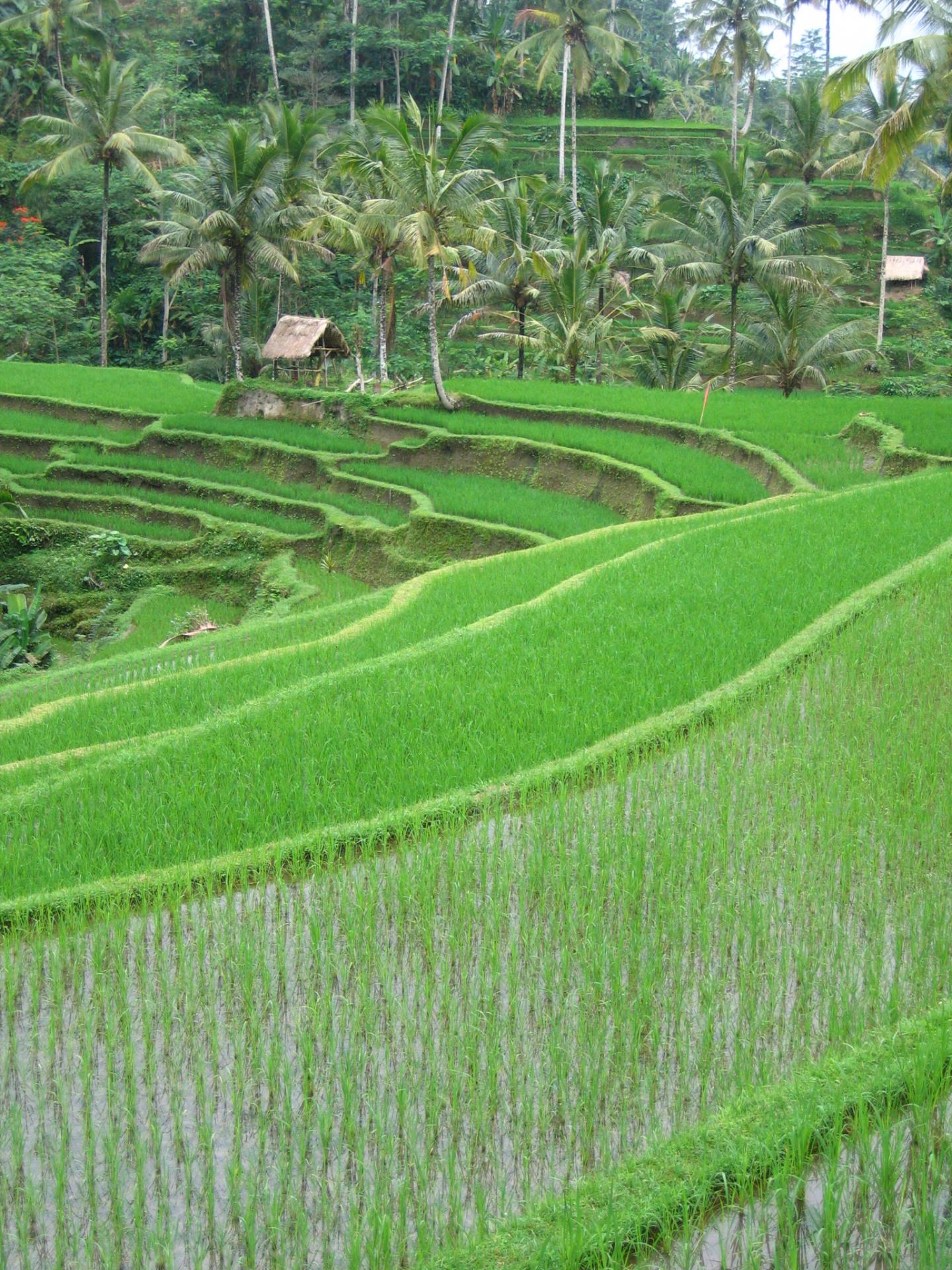 Local Human Activity Altering Global Water Footprint More than Thought (3 of 3)