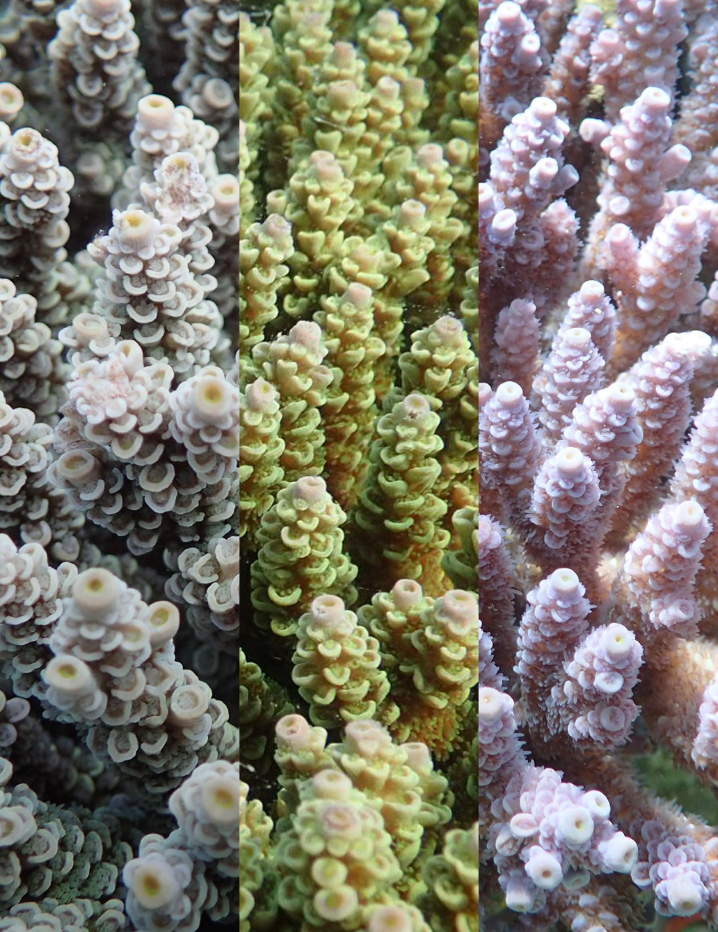 The three color morphs of Acropora Tenuis