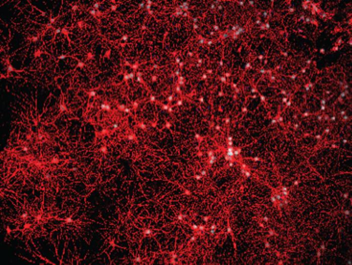 Immunofluorescence